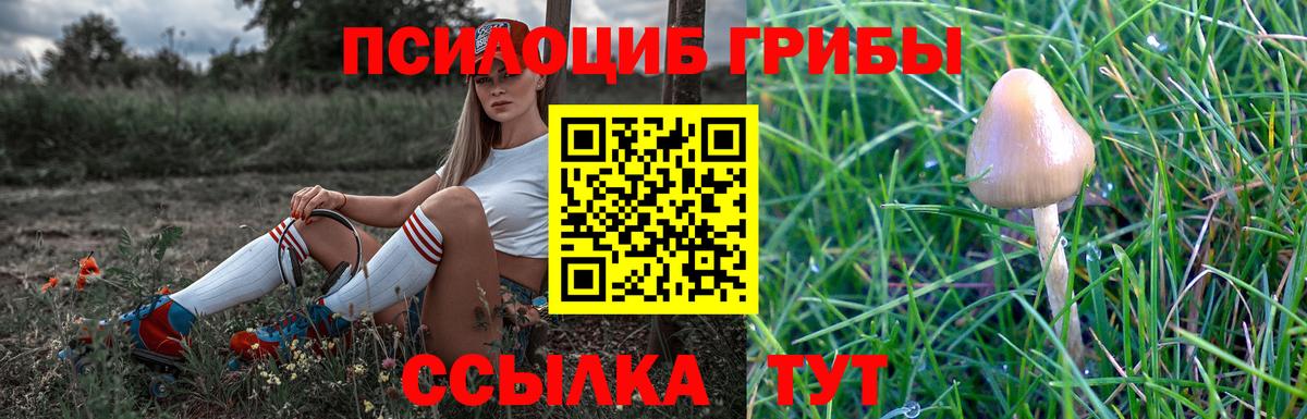 Галлюциногенные грибы Psilocybe Щёлково